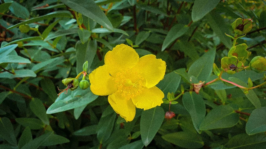 a flower is in a green setting