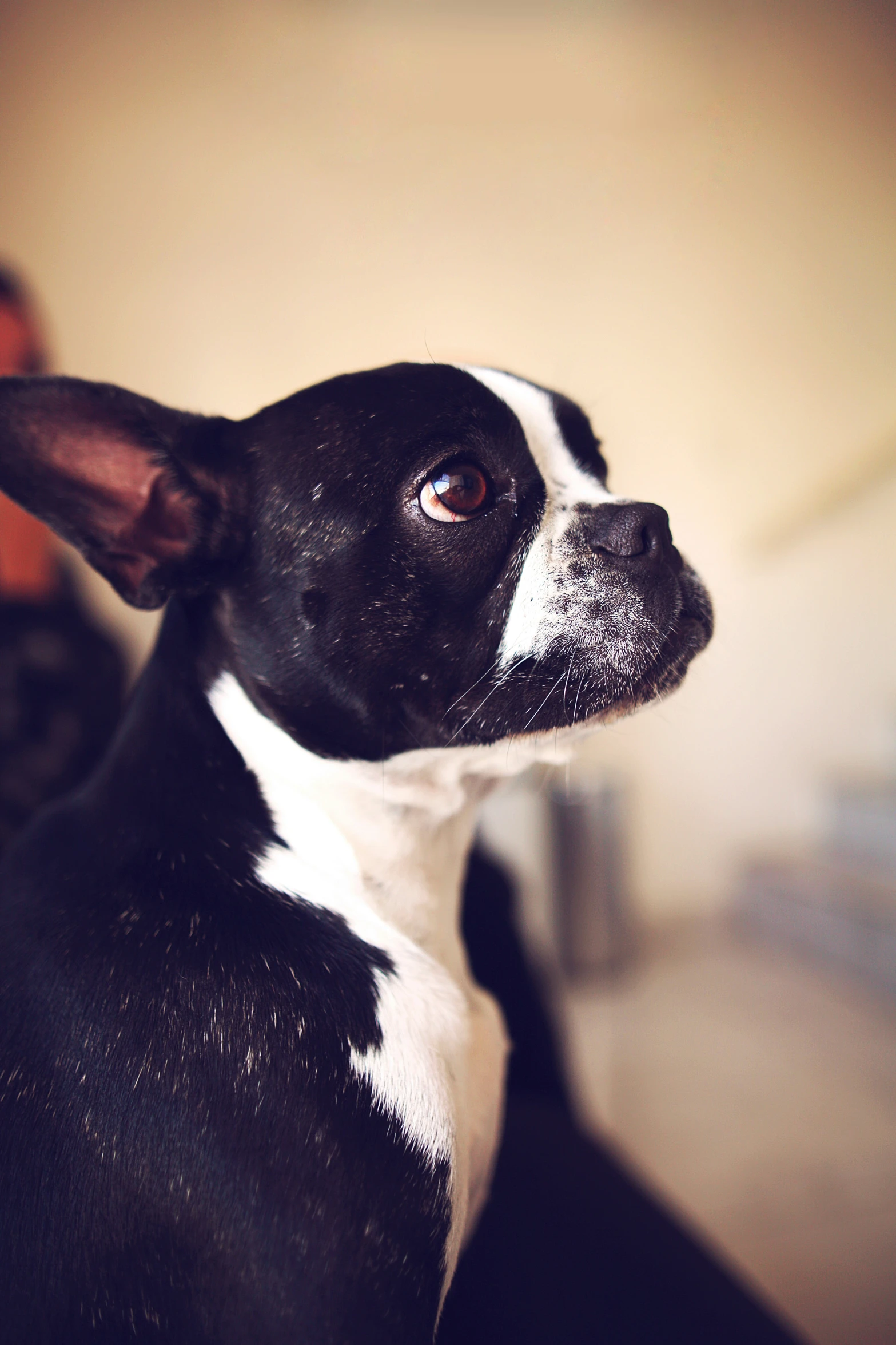 a small black and white dog staring into the distance