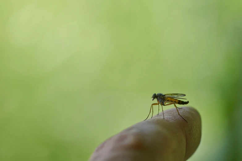 a small mosquito is on the tip of a person's finger