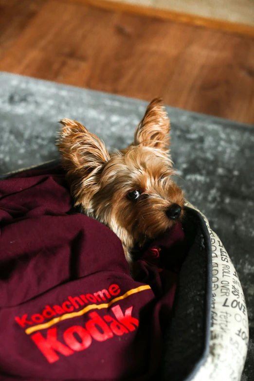 a small dog rests in a bed on the floor