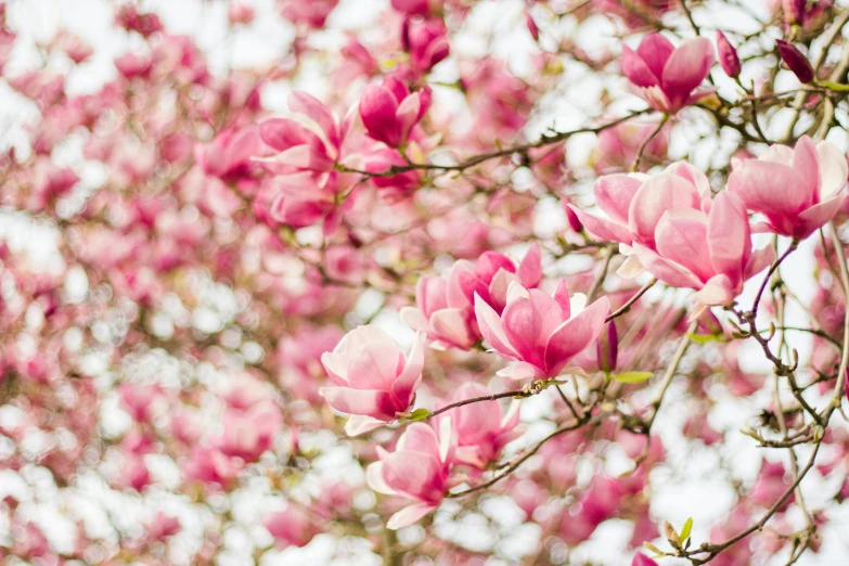 the flowers are blooming on a tree with pink leaves