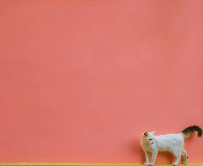 a cat stands in front of a coral pink wall