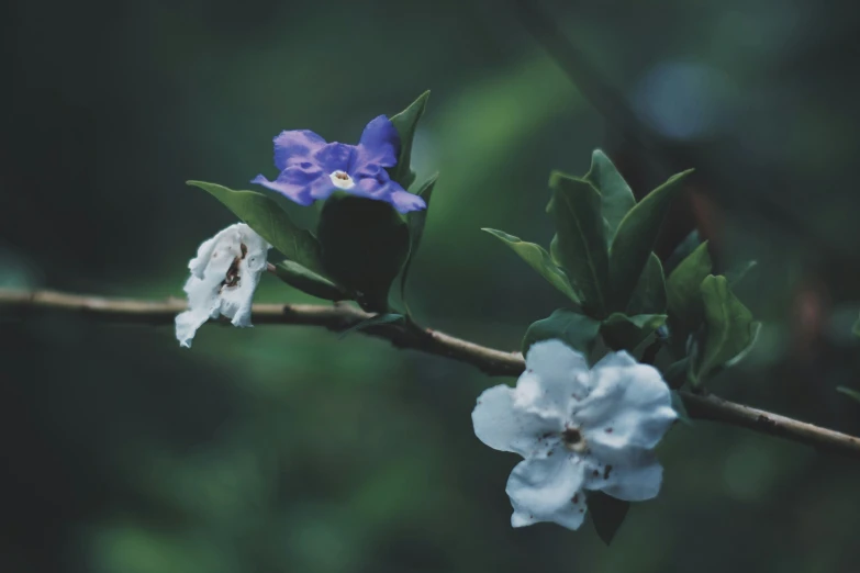 a blue flower sitting on top of a stem