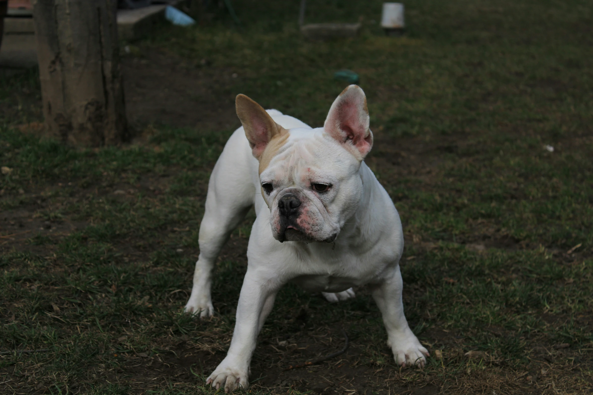 a white french bulldog stands in the grass and looks off