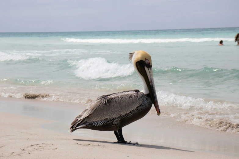 a pelican stands on a beach with people in the ocean