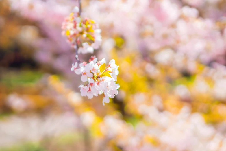 a beautiful tree is in bloom with purple flowers