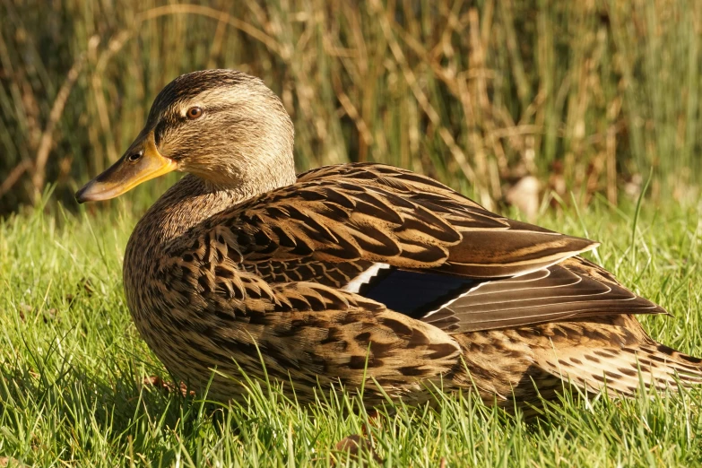 a duck is sitting in some grass and weeds