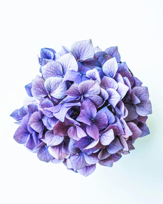 a large bouquet of lilacs in purple and white