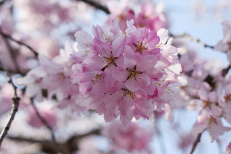 a small pink flower on a tree in the sun