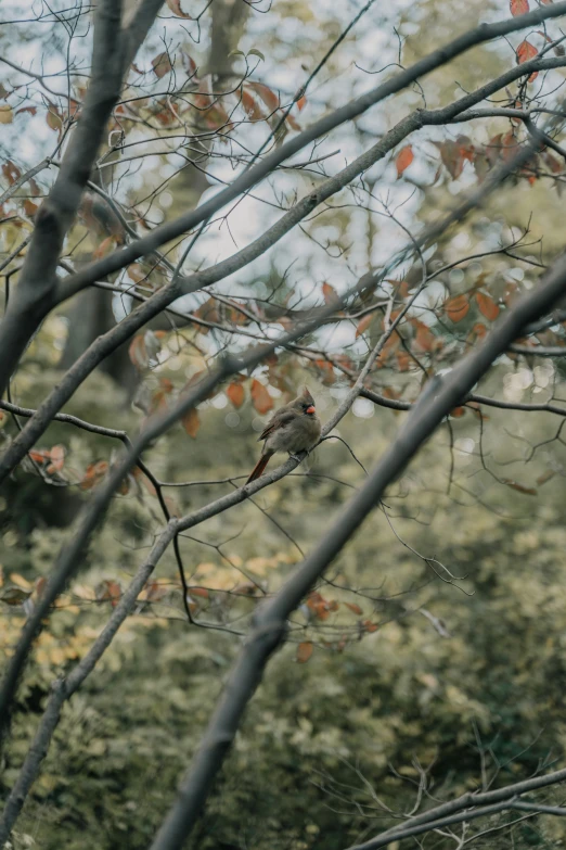 a small bird is sitting on a tree nch