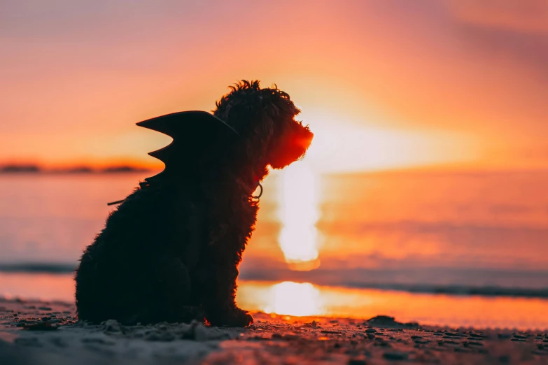 a little dog sitting in front of the sun