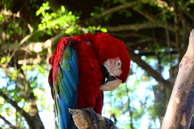 a red and green parrot sitting on top of a tree nch