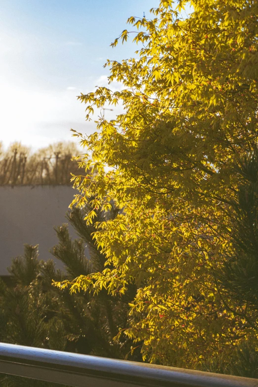 the sunlight is shining in the background as trees