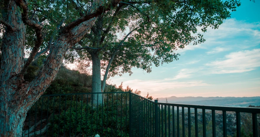 there is a tree next to a fence