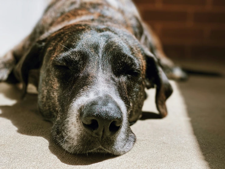 a dog lays on its side while sleeping