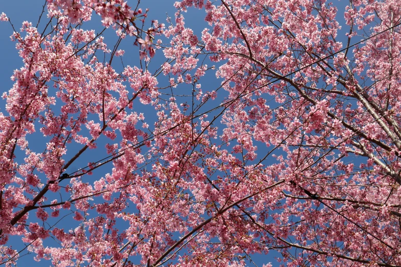 a large pink tree in the foreground with blue sky