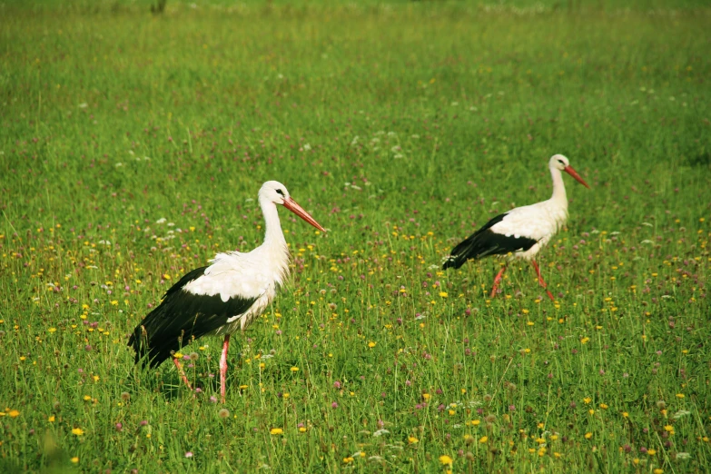 two white and black birds standing in the grass