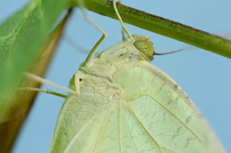 a large bug or moth on a green leaf