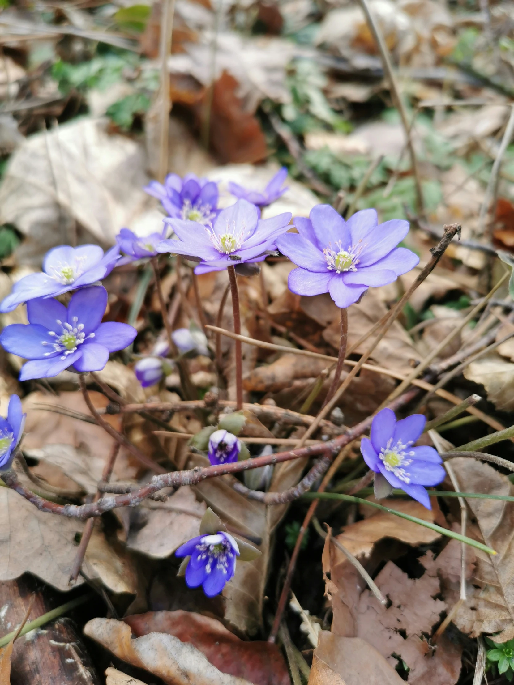 some purple flowers are growing on the ground