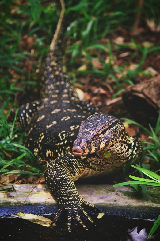 a large lizard that is standing on the ground