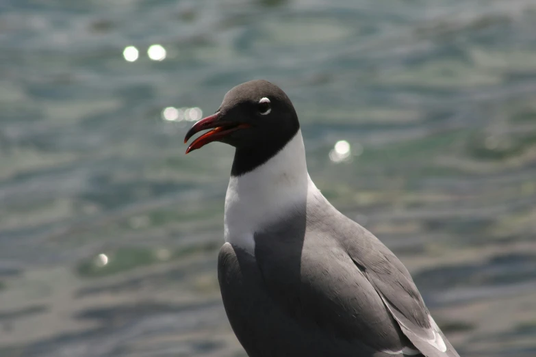 bird with orange beak and gray body of water