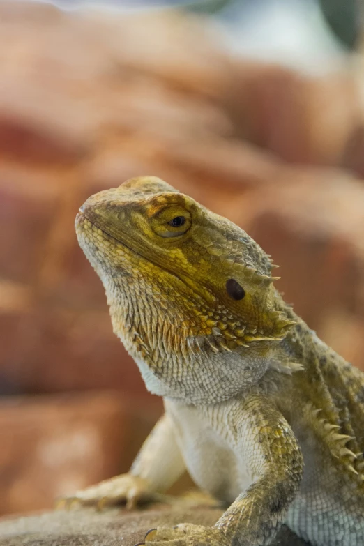 a large lizard is looking to the side while standing on a table