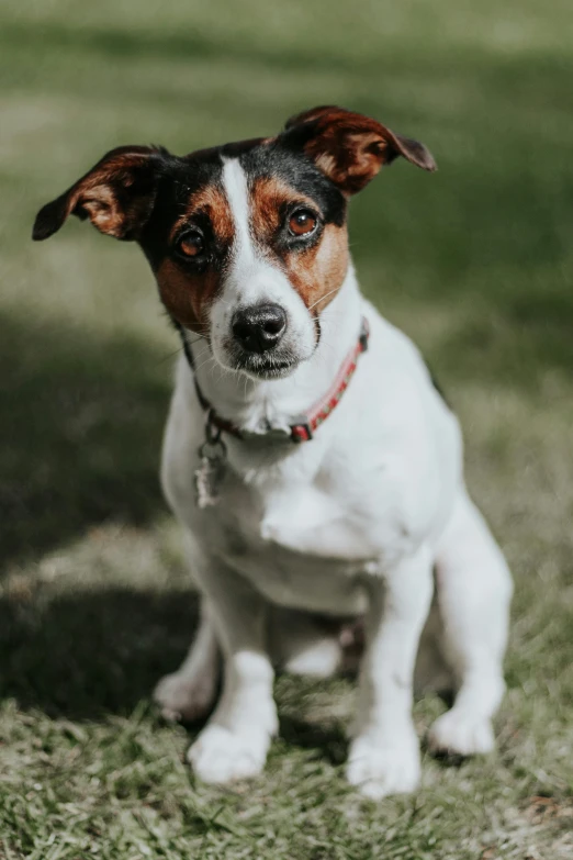 a small dog sitting in the grass with one eye opened