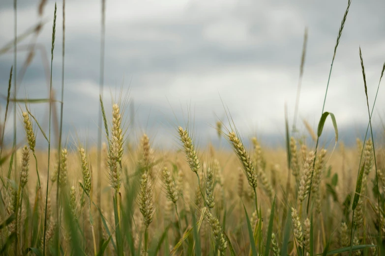 grass is blowing in the wind in a field