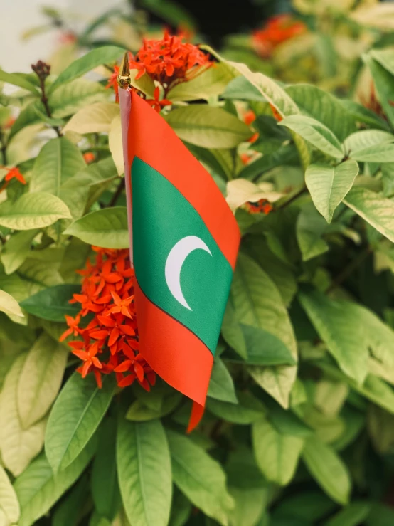 the flags have been placed on the green bush