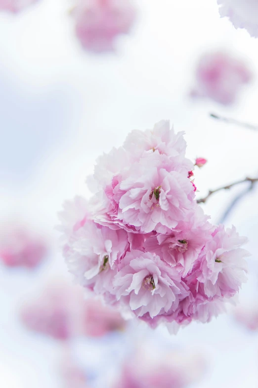 a flower with pink petals on a tree