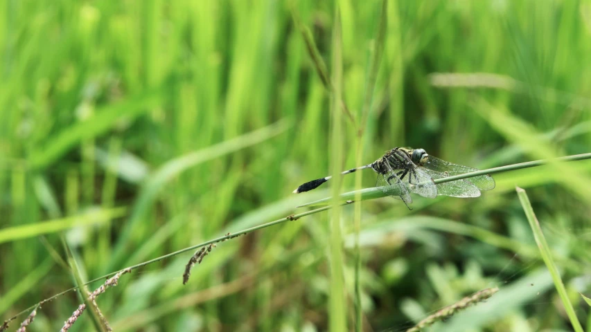 a dragon fly resting on the stem of a plant