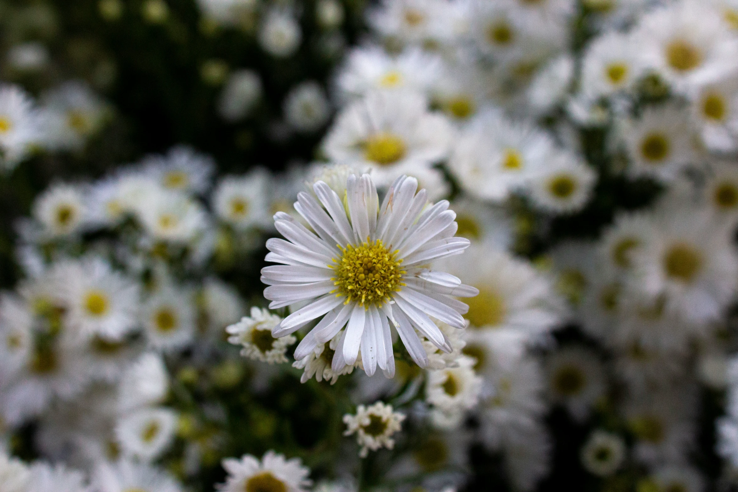 a single daisy standing amongst small white flowers