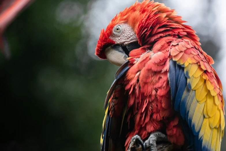 red and yellow bird with a green head