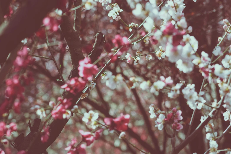 a tree filled with lots of flowers next to green trees