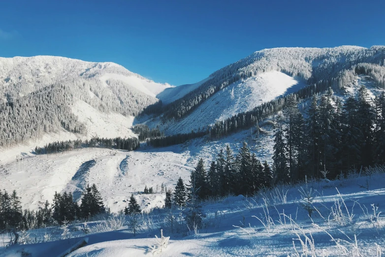 the mountain is covered in snow and has some pine trees