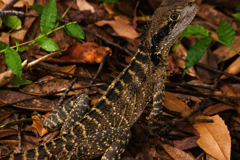 a lizard laying in the leaves outside