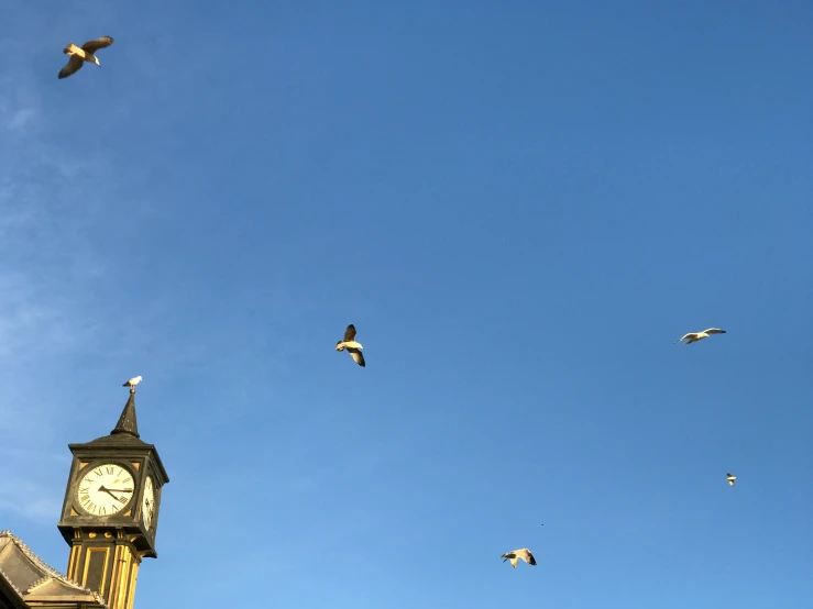 there are many birds flying over the tower