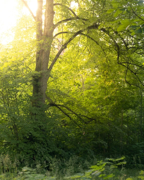 the sun shines through the green foliage in a forest