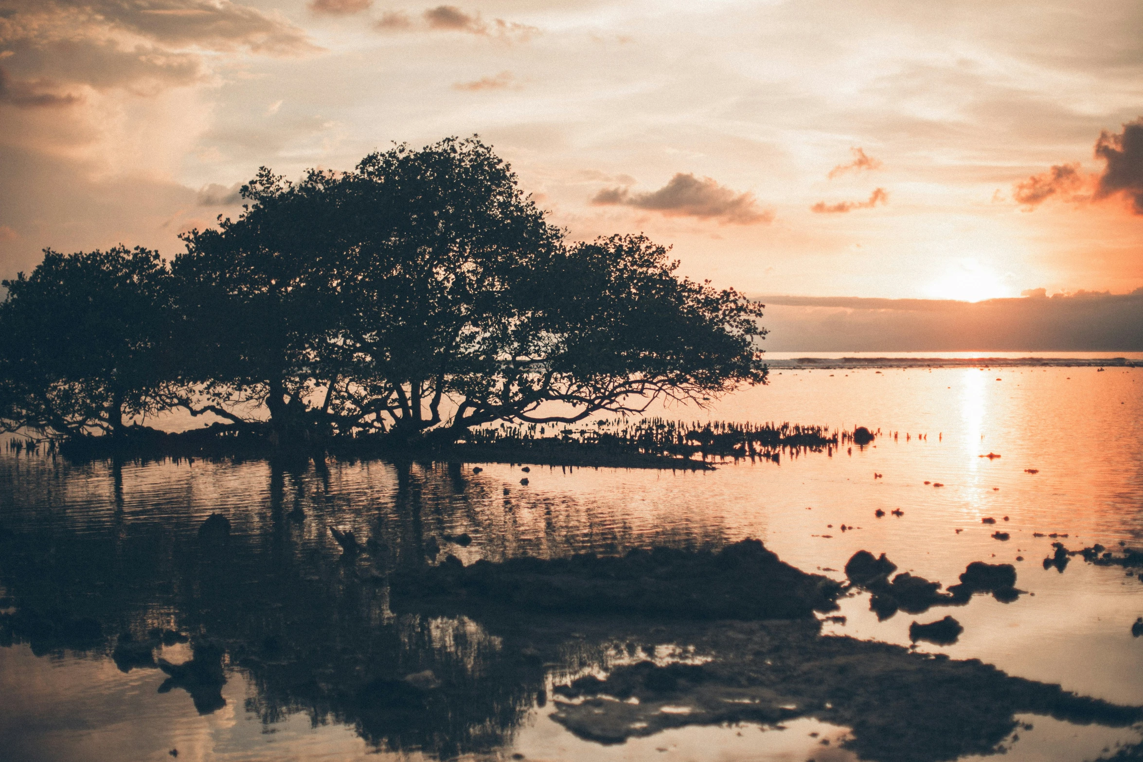 a lone tree sits alone in the shallow water