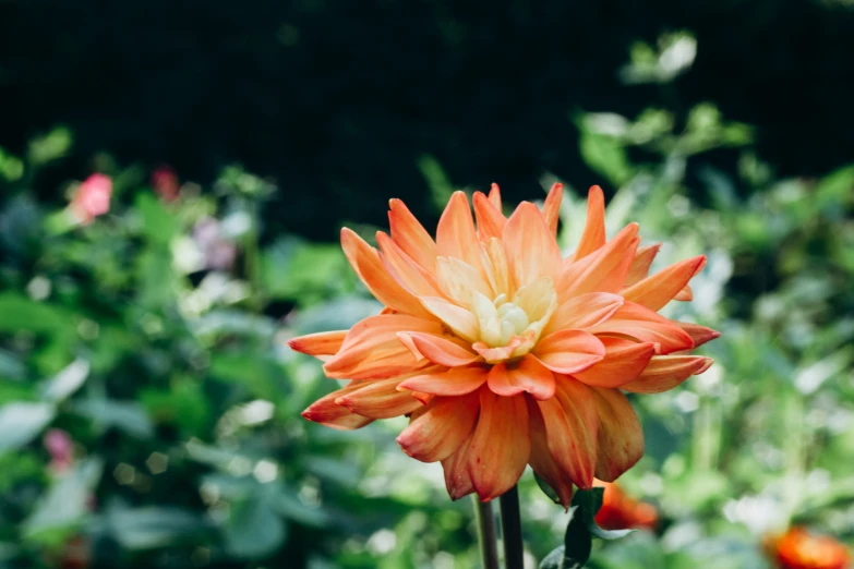 an orange flower sitting on top of a lush green field