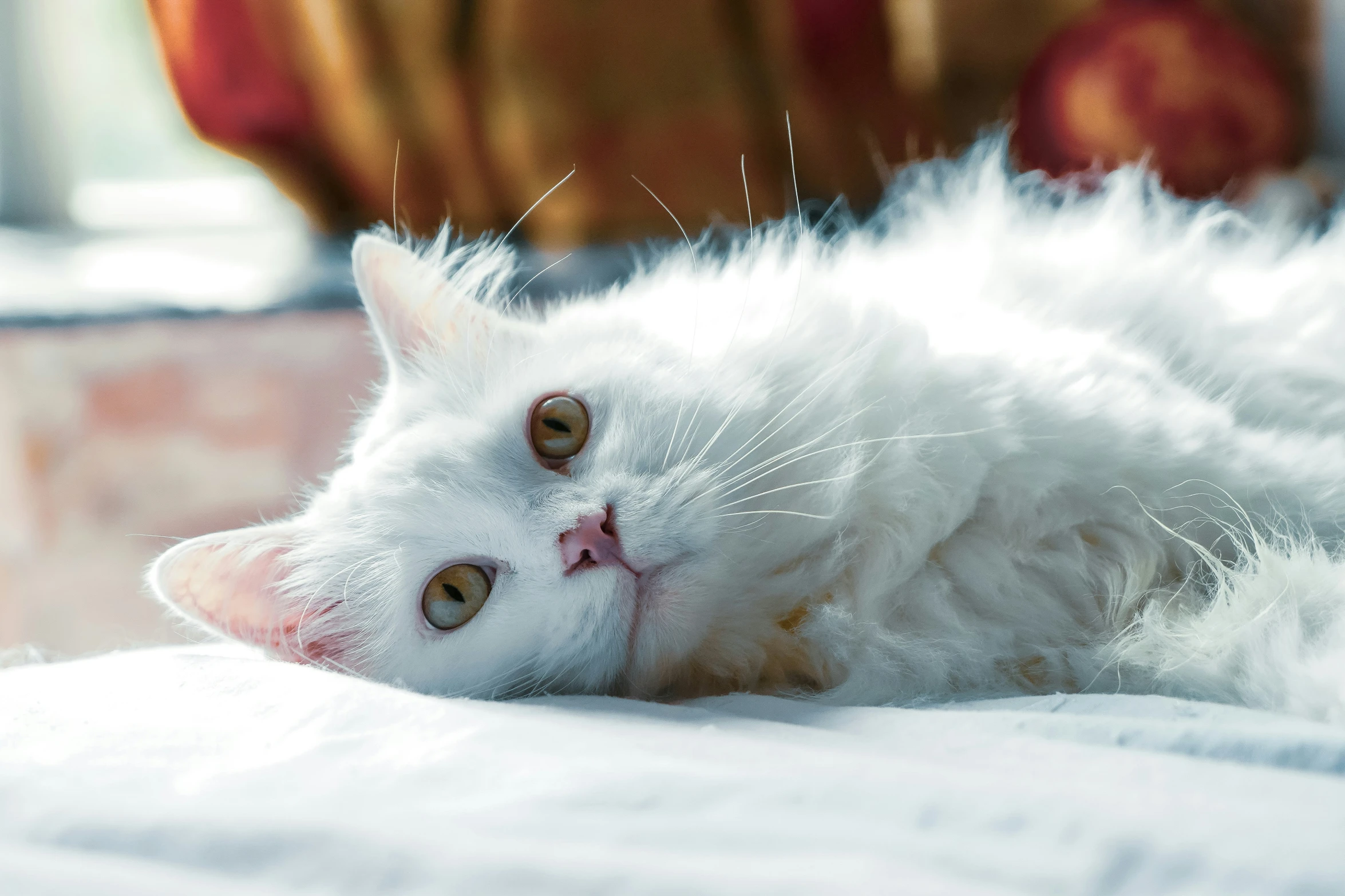 a white kitten is laying down on the bed