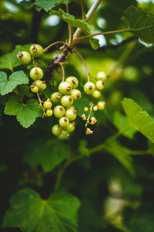 many green fruits that are on a tree