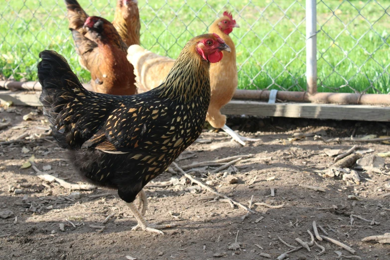 three chickens standing next to each other on dirt