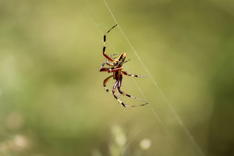 an extreme close - up of a spider sitting on it's web