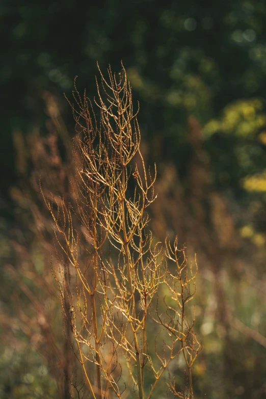 tall yellow leafed plant with little brown leaves in a park setting