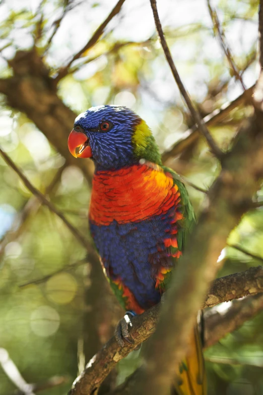 a multicolored bird is perched on a nch