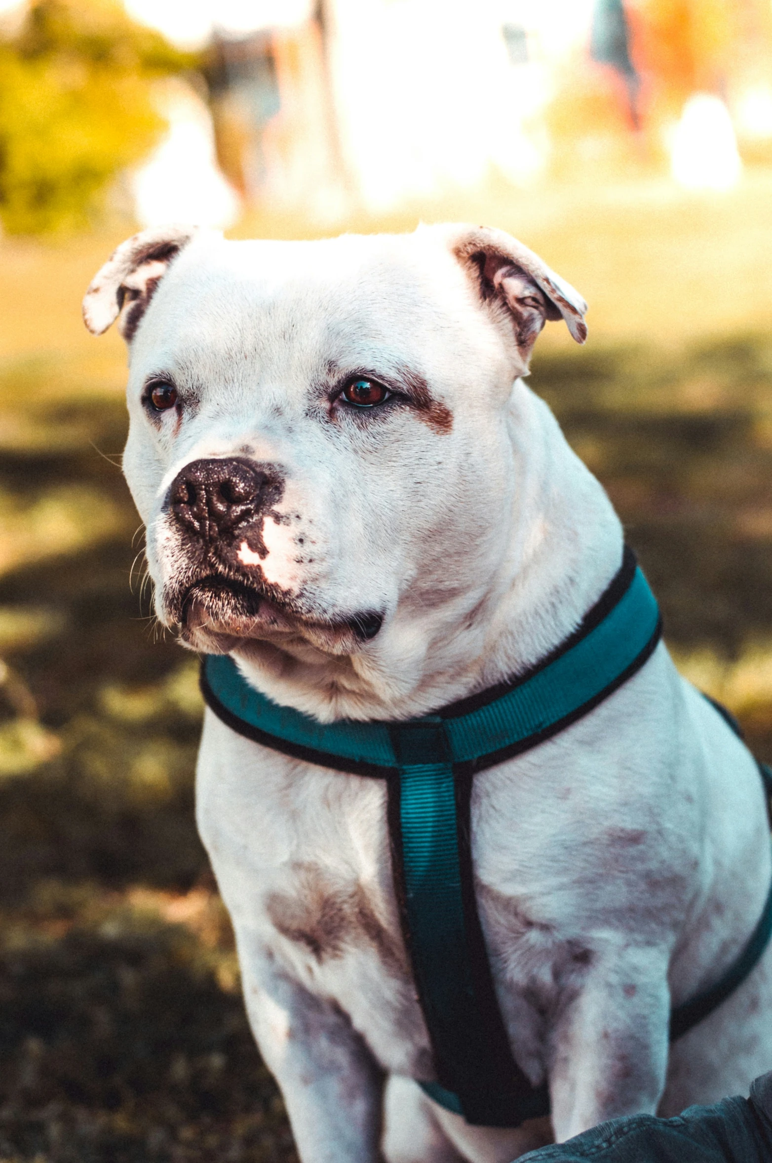 there is a white dog with blue collar and headband