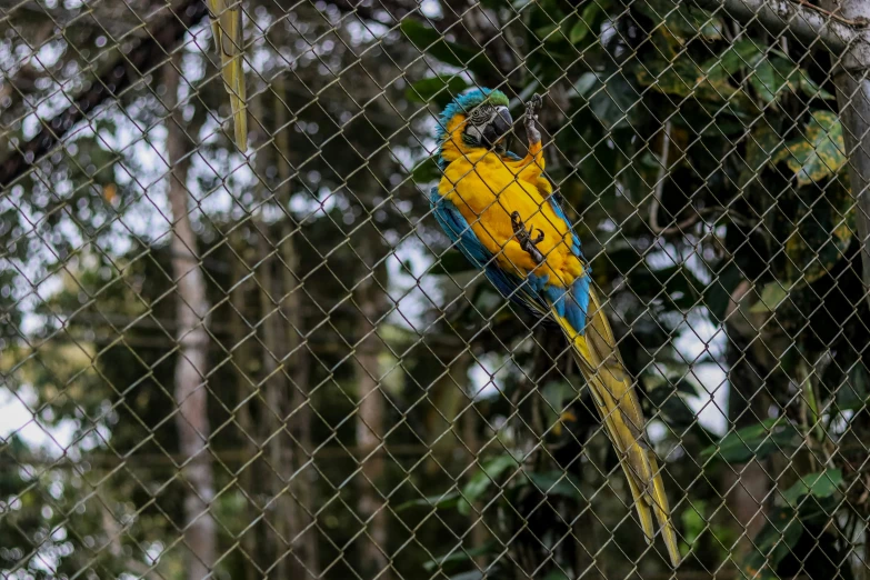 a brightly colored parrot perches in a cage