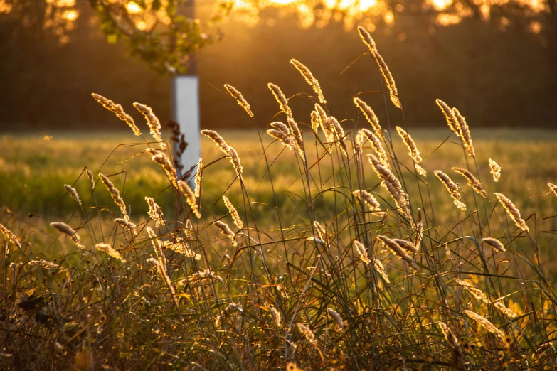 tall grass and a pole in a field