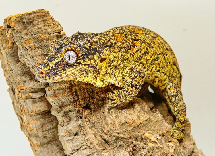 a gecko is standing on a wooden log